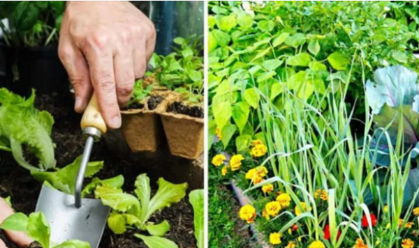 Que semer en novembre ? La liste complète des plantes, fruits et légumes pour démarrer votre véranda