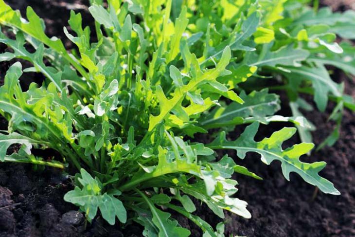 Que semer en novembre ? La liste complète des plantes, fruits et légumes pour démarrer votre véranda 3 fusée