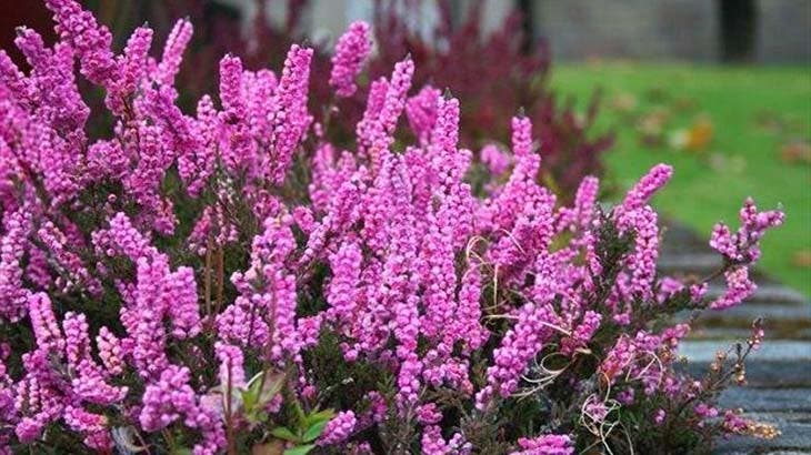 Que semer en novembre ? La liste complète des plantes, fruits et légumes pour démarrer votre véranda 5 bruyère