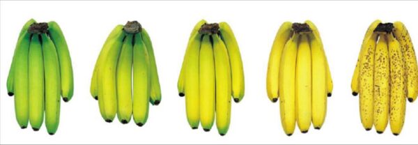 Quel est le meilleur moment pour manger une banane ?