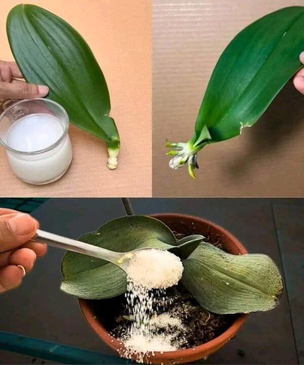 Qui est le plus stupide ici ? Chacun de vos choix révèle un aspect de votre personnalité !