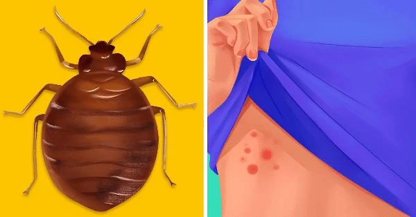 Remède Facile pour Éliminer les Acariens Naturellement