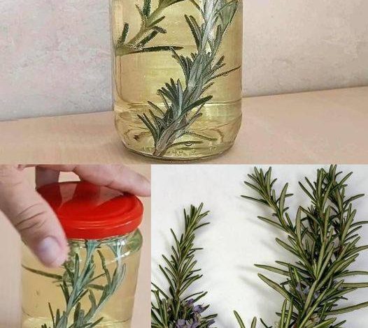 Romarin avec de l’huile dans un bocal : une préparation miraculeuse qui va vous surprend