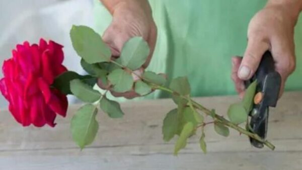 Roses, multipliez-les avec l’astuce de la tige : tous les fleuristes le font et c’est très simple