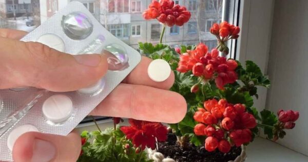 Réveillez n’importe quel type de fleur en plein hiver, elles seront toutes jalouses de votre jardin