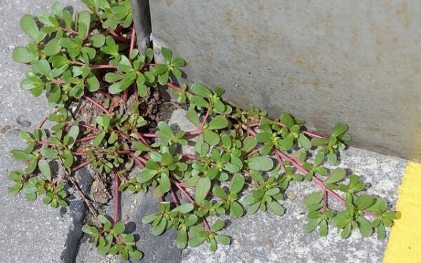 SI VOUS VOYEZ CETTE « MAUVAISE HERBE » DANS VOTRE JARDIN, N’Y TOUCHEZ PAS! VOICI 7 RAISONS QUI L’EXPLIQUENT