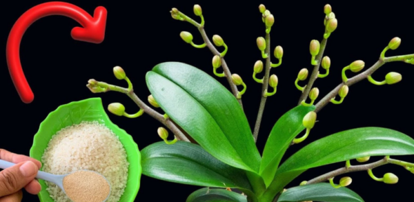 Saupoudrez une cuillère sur la racine et l’orchidée poussera sans s’arrêter un instant.