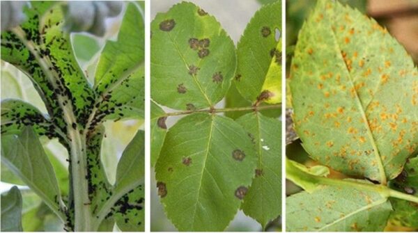 Savez vous comment naturellement et simplement éloigner les PARASITES ET PUCERONS ?