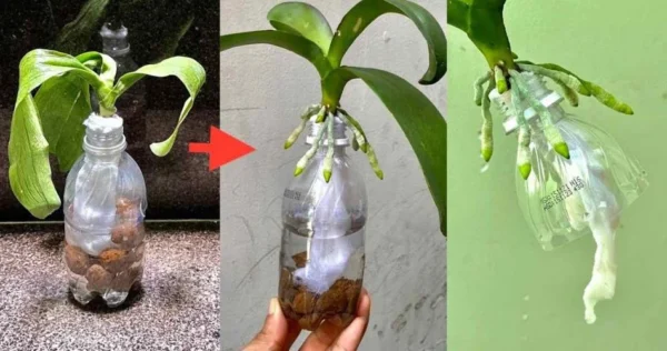 Se o fizer, nunca mais terá de se preocupar com o facto de uma orquídea sem raízes voltar à vida.
