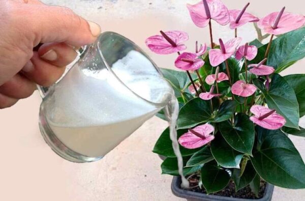 Seulement 1 verre de ceci fera pousser beaucoup de fleurs à la fois sur le balcon et dans le jardin