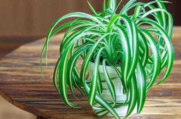 Si vous possédez cette plante, vous avez de la chance : c’est pourquoi elle vaut de l’or pur à la maison