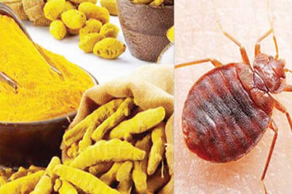 Traitement Anti Punaise De Lit : 10 Astuces Naturelles