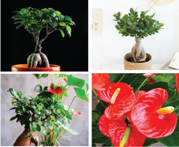 Trois plantes dépolluantes pour un intérieur sain