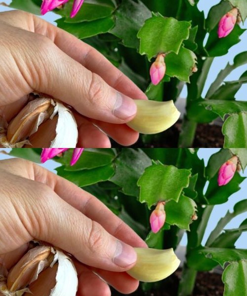 UNE GOUSSE DANS LES PLANTES ET VOUS AUREZ DU MAL À CROIRE LES RÉSULTATS : ILS SONT IMMÉDIATS