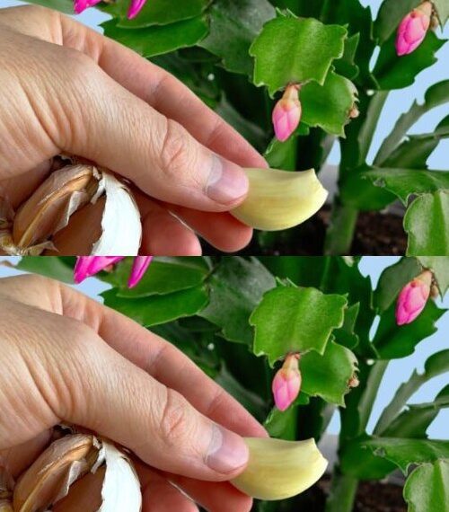 UNE GOUSSE DANS LES PLANTES ET VOUS AUREZ DU MAL À CROIRE LES RÉSULTATS : ILS SONT IMMÉDIATS