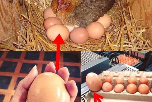 Un fermier a trouvé un énorme œuf sous une poule – quand il a vu ce qui en sortait, il n’en croyait pas ses yeux.