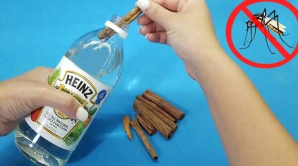 Un répulsif au vinaigre blanc et à la cannelle pour éloigner les moustiques de votre maison