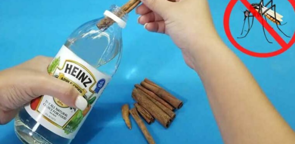 Un répulsif au vinaigre blanc et à la cannelle pour éloigner les moustiques de votre maison