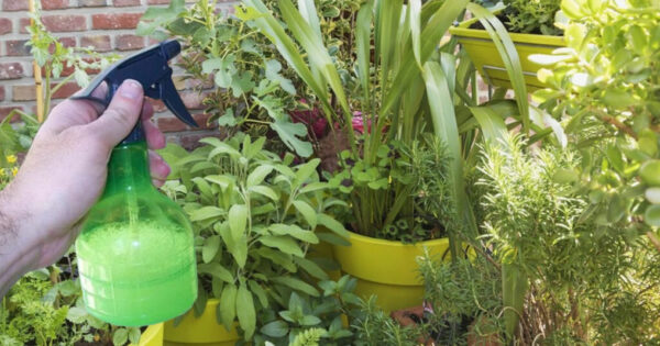 Un vinaigre blanc n’est pas seulement destiné à la cuisine. Voici 10 utilisations du jardin