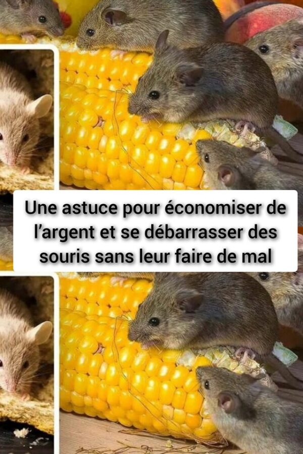 Une astuce pour économiser de l’argent et se débarrasser des souris sans leur faire de mal