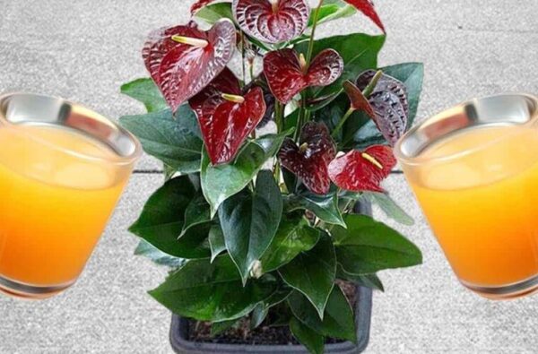 Une bombe de floraison naturelle pour Anthurium – peut durer jusqu’à 15 ans