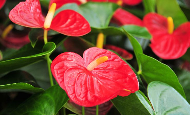anthurium en fleurs
