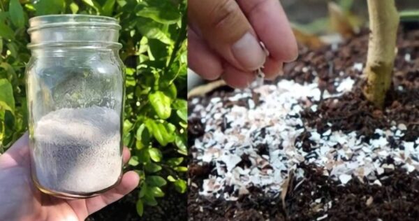Une bombe naturelle pour les plantes, il suffit de la verser dans le sol pour leur redonner vie
