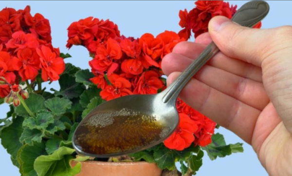 Une seule goutte sous toutes les fleurs de la maison, floraison garantie : versez-la maintenant.