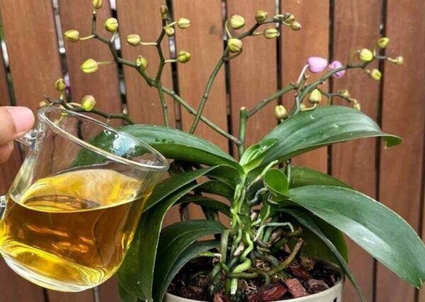 Une seule tasse par mois suffit : Les fleurs et les racines fleurissent toute l’année