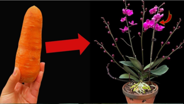 Une seule tasse suffit pour déclencher une explosion de fleurs : tous les pépiniéristes le font