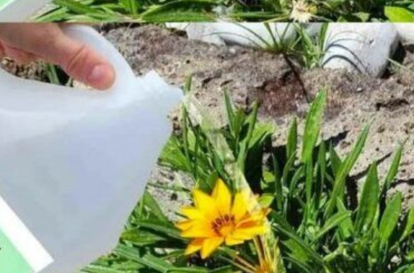 Utiliser du vinaigre dans le jardin : L’astuce qui résout 8 gros problèmes