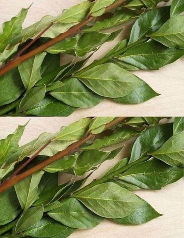 Utilisez les feuilles de laurier pour parfumer agréablement et naturellement toute la maison