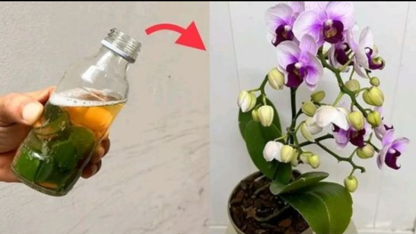 Voici 8 conseils pour faire fleurir une orchidée à nouveau chaque année :