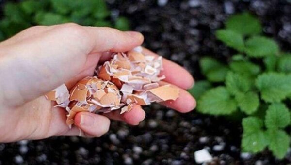Voici ce qui arrive lorsque vous jetez les coquilles d’œufs dans votre jardin !