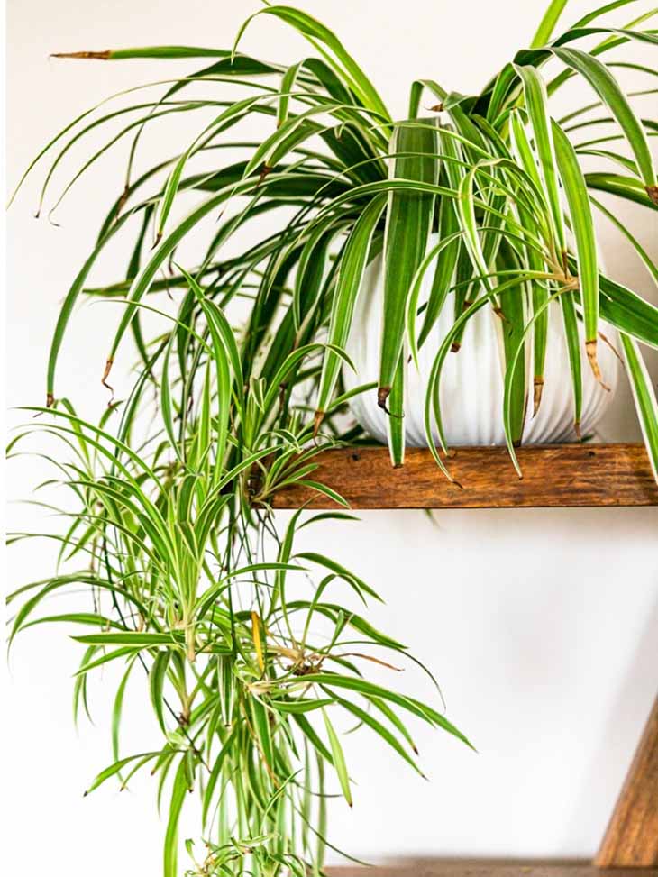 Voici ce qui se passe lorsque le chlorophytum pousse dans votre maison 3 usine dépolluante