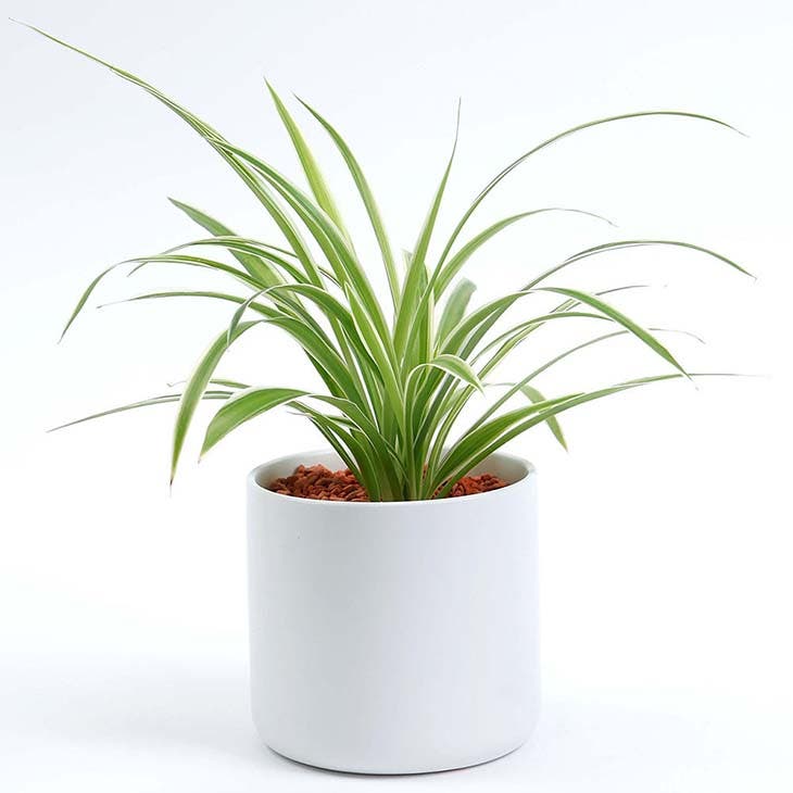 C'est ce qui arrive lorsque le chlorophytum pousse chez vous 4 Chlorophyte