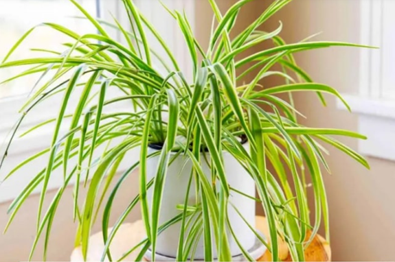 Voici ce qui se passe lorsque le chlorophytum pousse chez vous