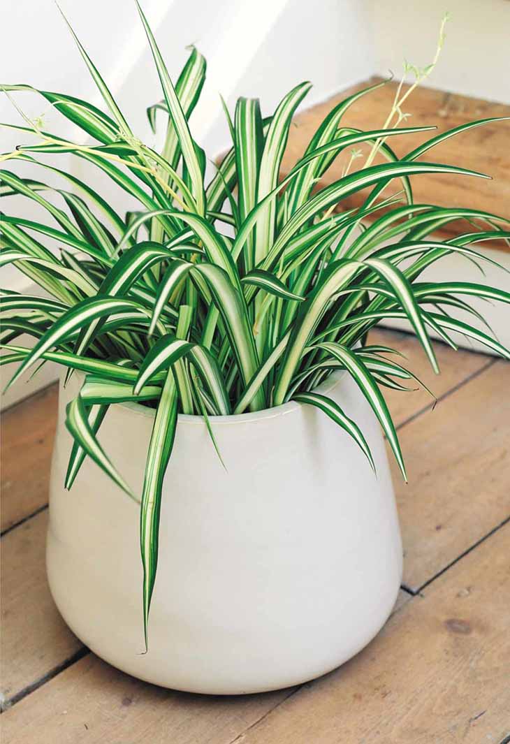 Voici ce qui se passe lorsque le chlorophytum pousse dans votre maison 6 chlorophytum facile d'entretien