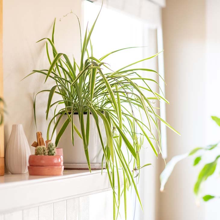 C'est ce qui arrive lorsque le chlorophytum pousse chez vous 7 Chlorophytum exposé à la lumière