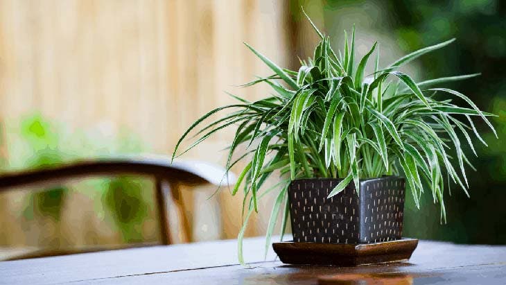 Voici ce qui se passe lorsque le chlorophytum pousse dans votre maison 2 soin des plantes
