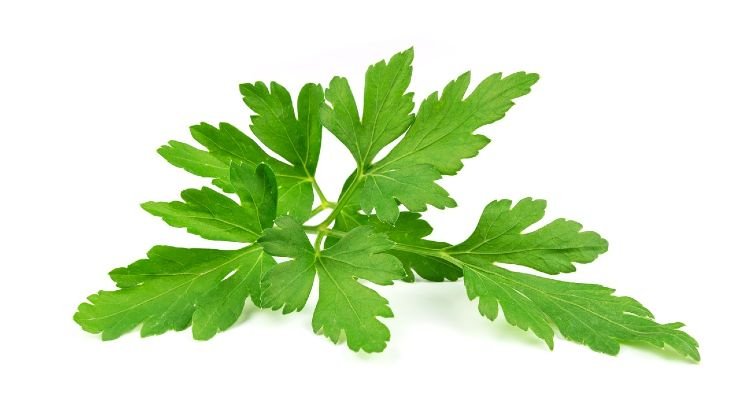 Comment conserver le persil