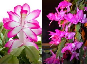 Voici comment faire fleurir votre cactus de Noël