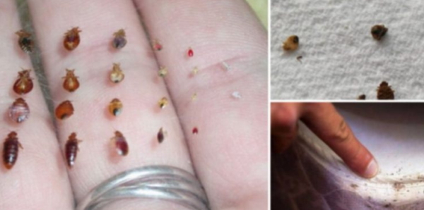 Voici comment éliminer les insectes présents dans votre literie