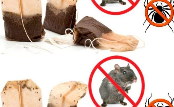 Voici comment utiliser un sachet de thé pour éloigner les insectes et les rongeurs