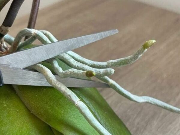 Voici les raisons pour lesquelles votre orchidée meurt !