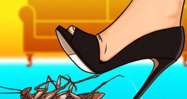 Voici pourquoi il ne faut surtout pas écraser un cafard dans votre maison