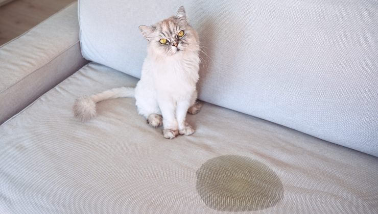 Uriner dans la maison du chat