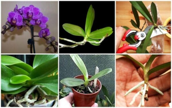 Voulez-vous connaitre le secret pour faire refleurir vos orchidées ?