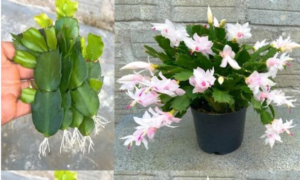 Voulez-vous que votre cactus de Noël fleurisse quand il fait froid ? 4 conseils de base