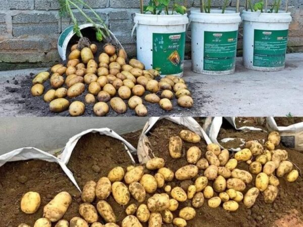 Vous n’aurez plus besoin d’acheter de pommes de terre grâce à cette astuce
